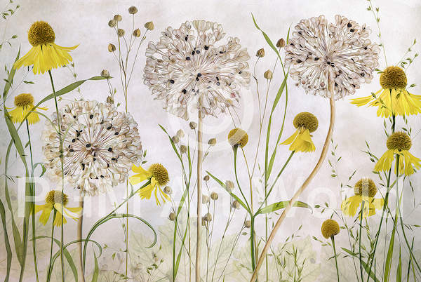 Alliums and heleniums von Mandy Disher