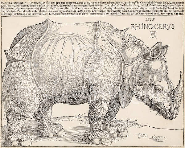 Rhinocerus von Albrecht Dürer