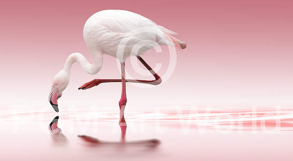 Flamingo von Doris Reindl